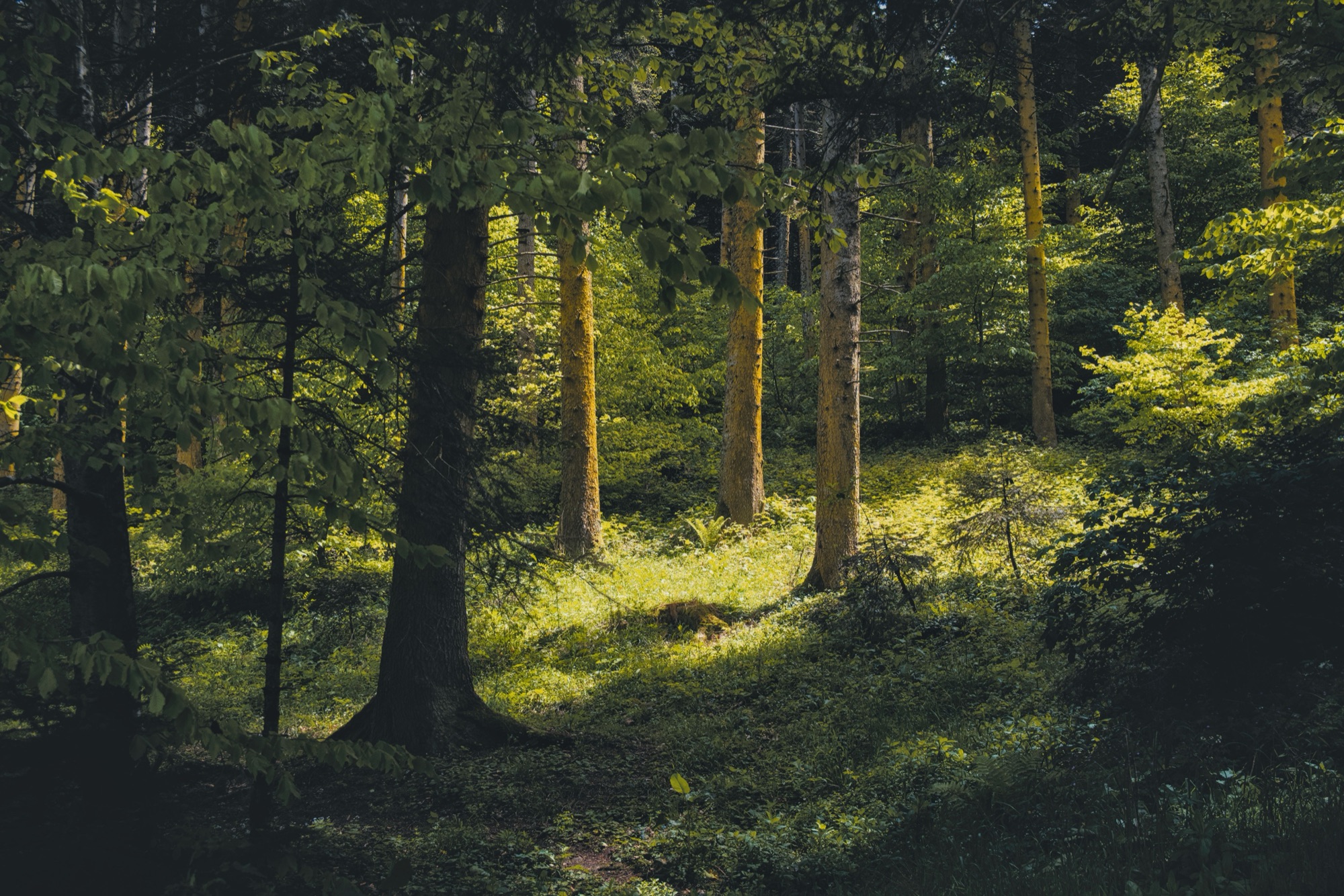 Bosco illuminato dal sole con sottobosco verde